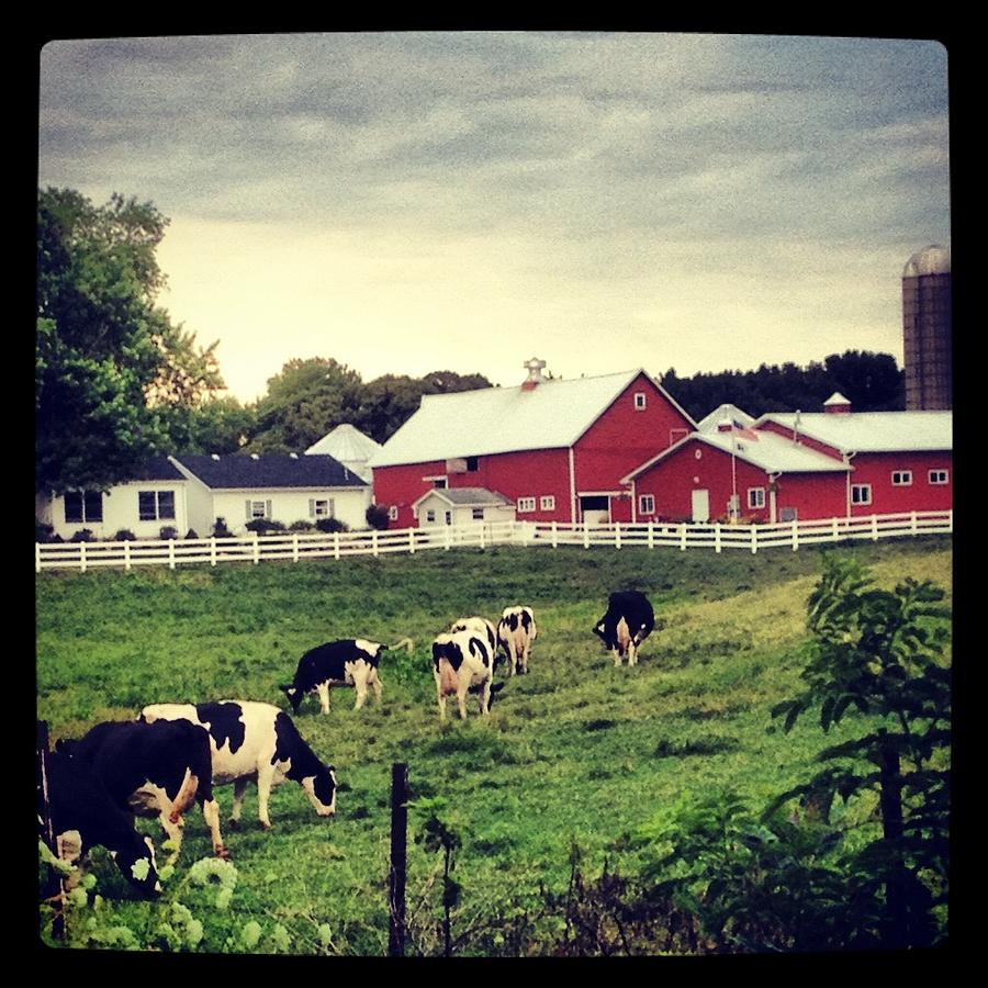 Dairy Farm Photograph by Lora Mercado