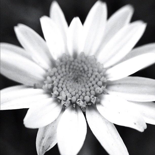 Summer Photograph - #daisey 4 Black And White by Tyler Dillman