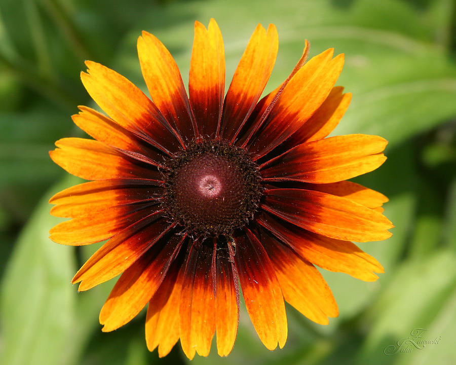 daisey in full bloom by John Zawacki daisey in full bloom by John Zawacki