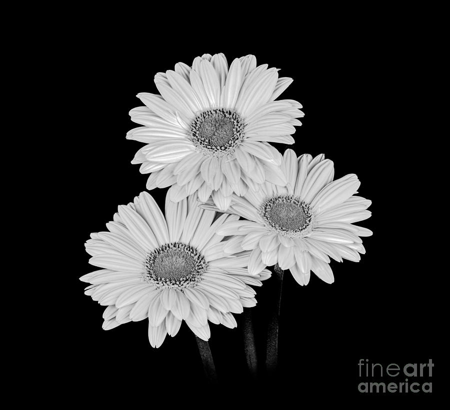 Black And White Photograph - Daisies - Black and White by Larry Carr