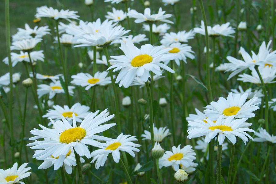 Daisies 4054 Photograph by Michael Peychich