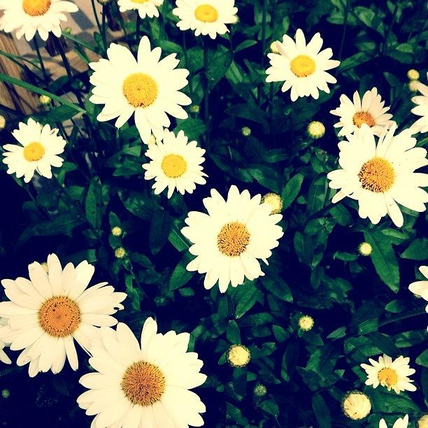 Flower Photograph - Daisies by Cassie OToole