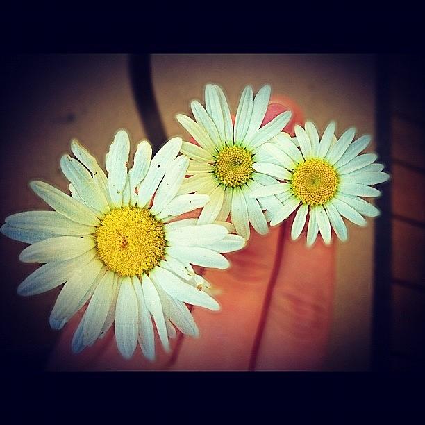 Daisy Photograph - #daisies #daisy #flower #white #yellow by Joshua Wilson