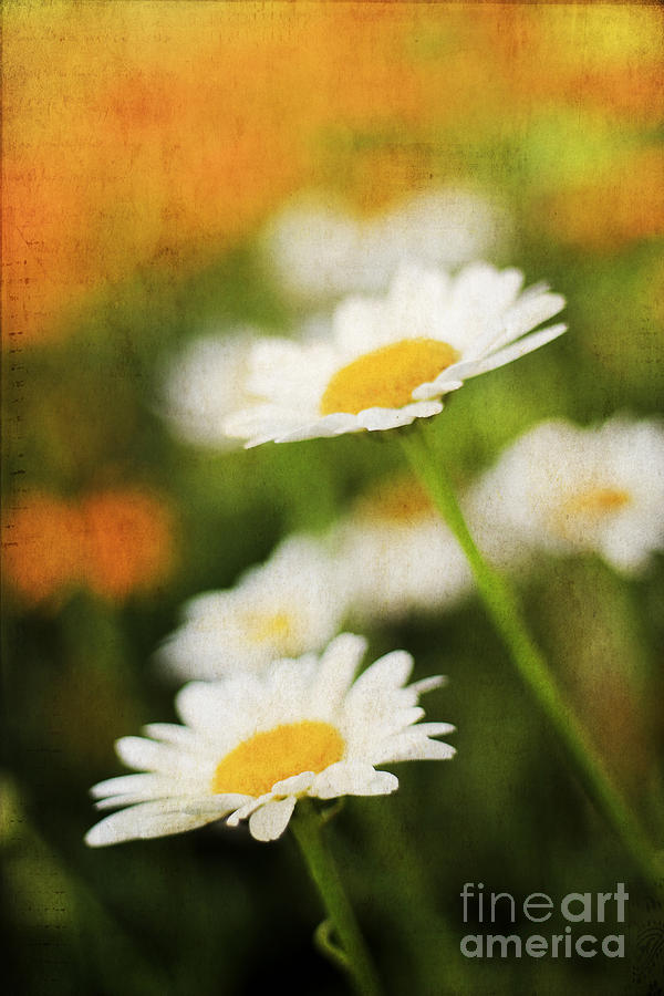 Daisies Photograph by Darren Fisher