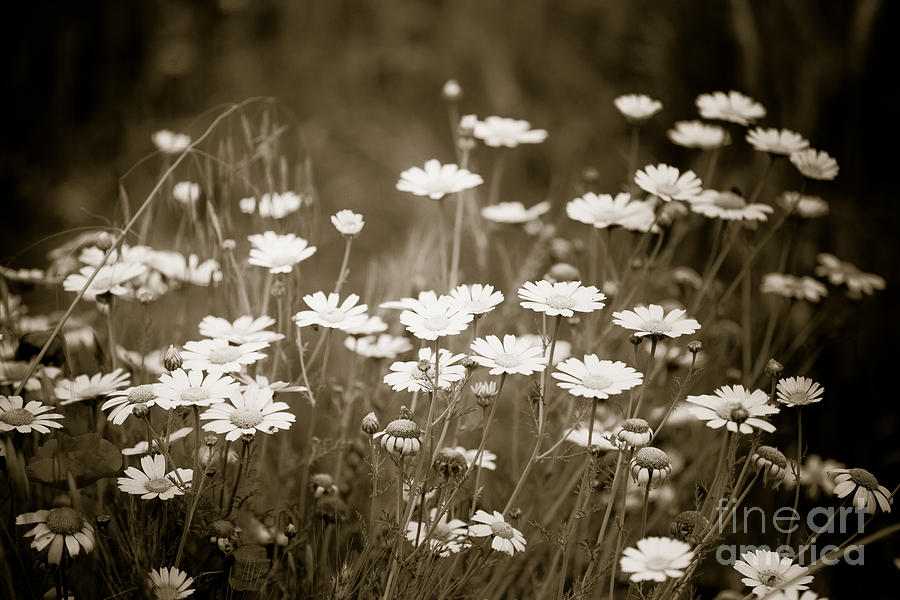 Flower Photograph - Daisies by Gabriela Insuratelu