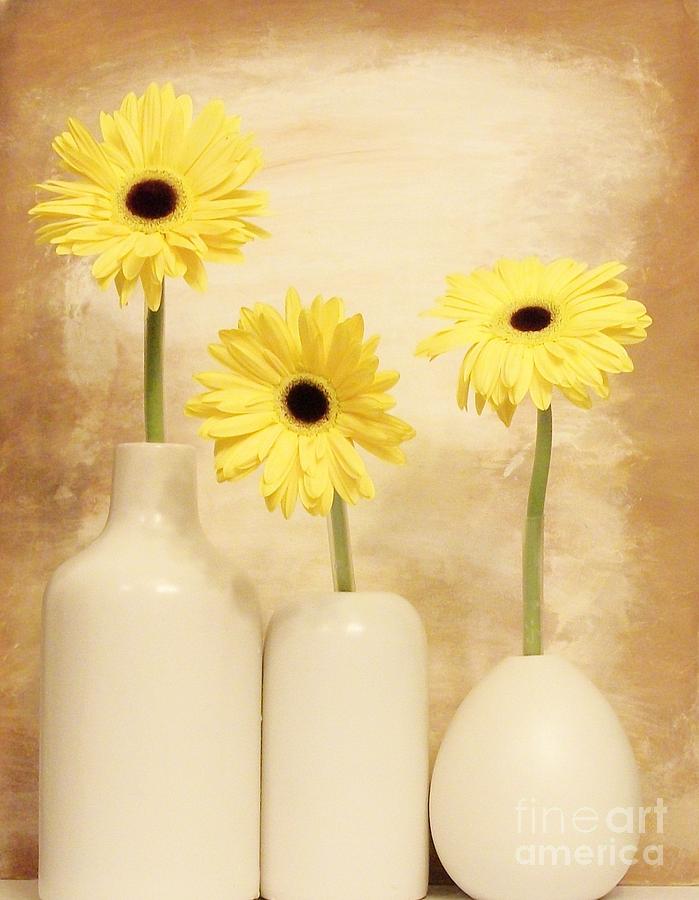 Daisies In A Row Photograph by Marsha Heiken