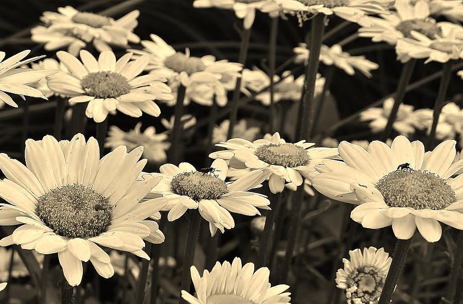 Daisies in Sepia Photograph by Bruce Bley