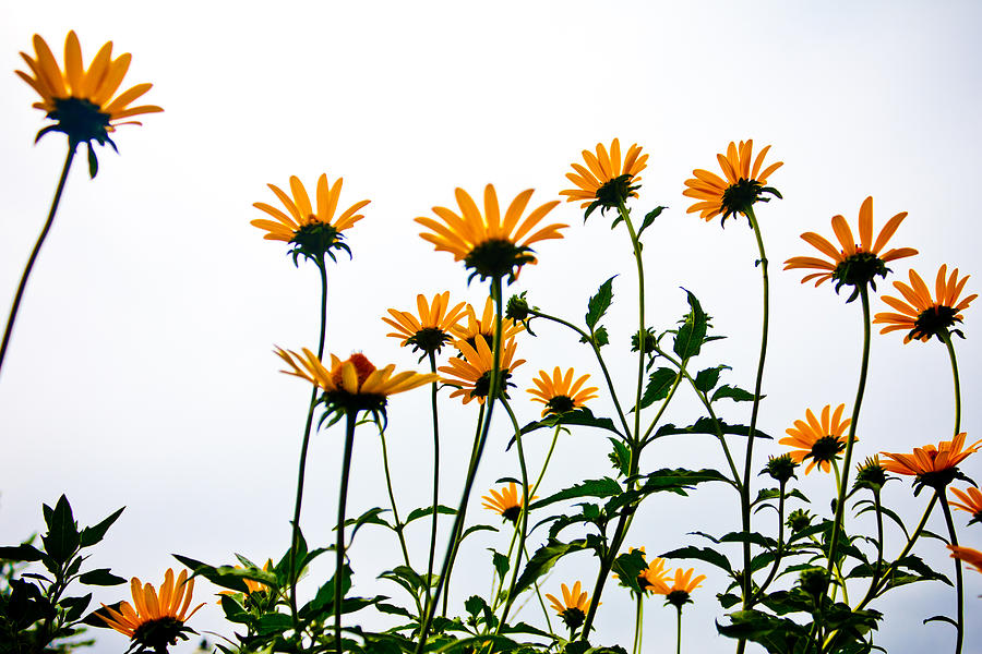 Daisies in the Sky Photograph by Anthony Doudt