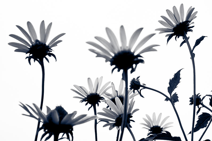 Daisies in the Sky Black and White Photograph by Anthony Doudt