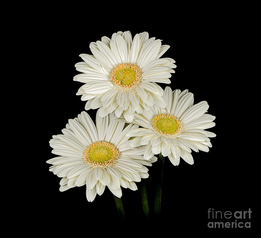 Black And White Photograph - Daisies by Larry Carr