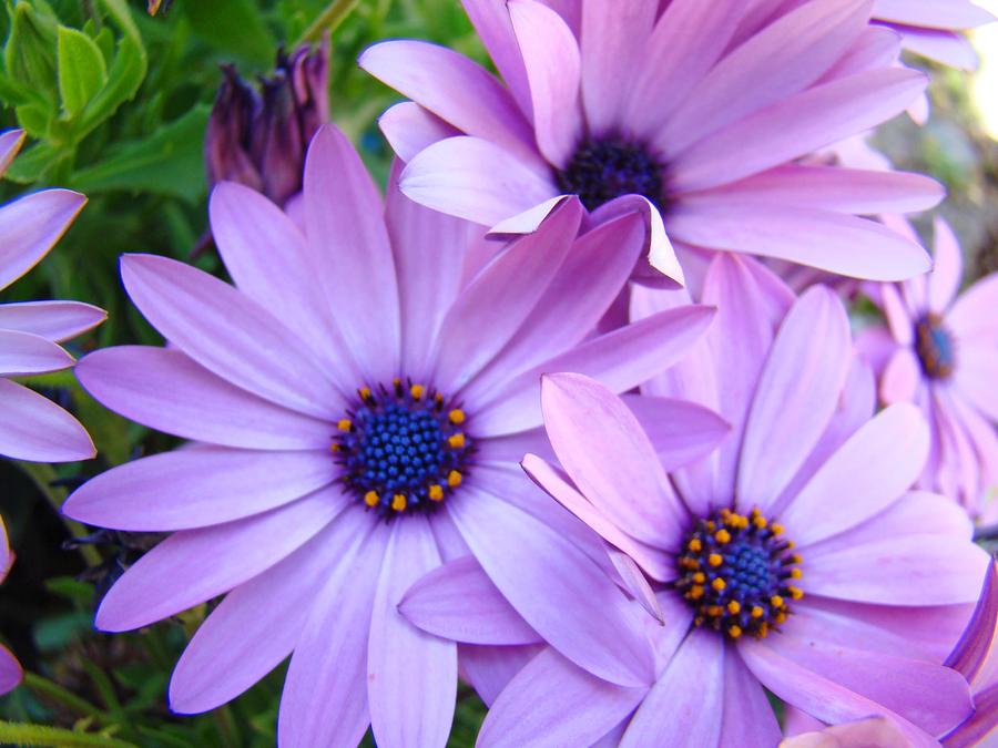 Daisies Lavender Purple Daisy Flowers Baslee Troutman by Baslee ...