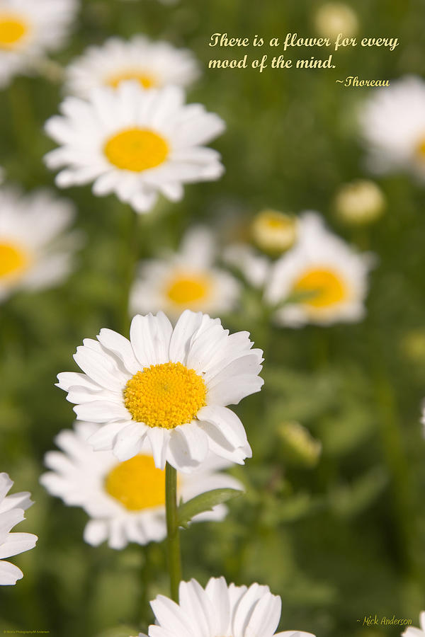 Daisies Photograph by Mick Anderson