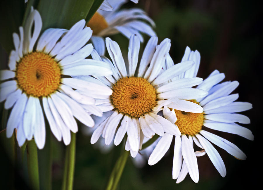 Flowers Still Life Photograph - Daisies of Three by Cheryl Cencich