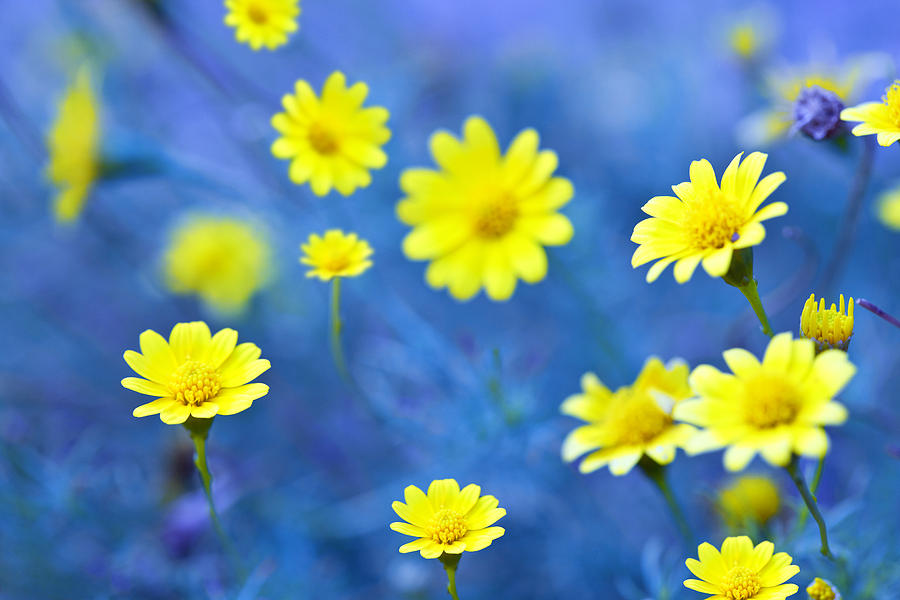 Daisies on Blue Photograph by Al Hurley