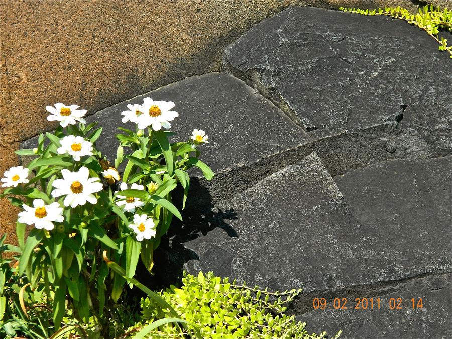 Daisies On The Rocks Photograph by Randy Rosenberger