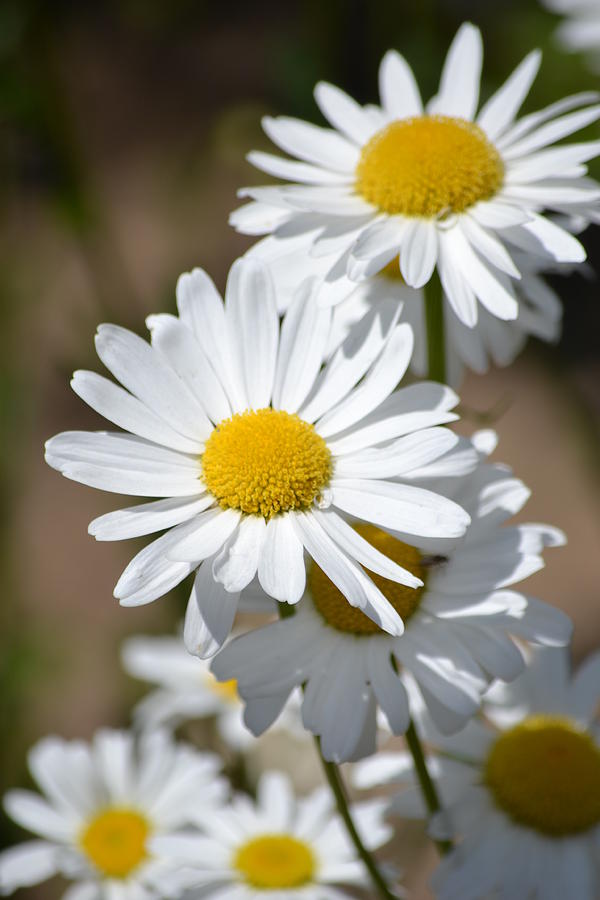 Daisies Photograph by P S - Fine Art America