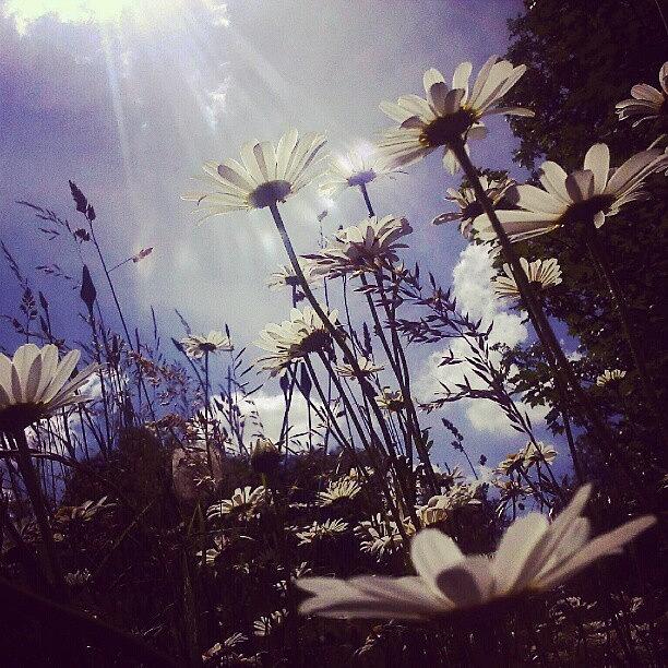 Summer Photograph - #daisies Reaching For The Sun by Linandara Linandara