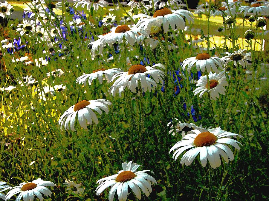Daisies Photograph by William Fields