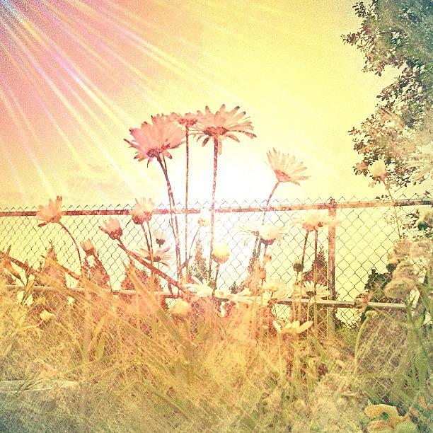 Landscape Photograph - #daisies#mygarden#sky#sunshine#igers by Rita Frederick