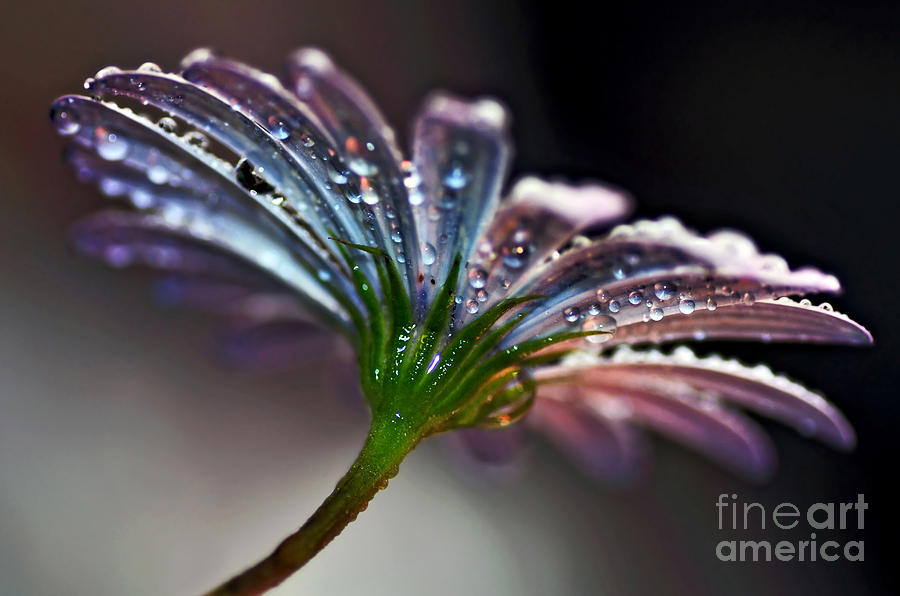 Daisy Abstract With Droplets Photograph
