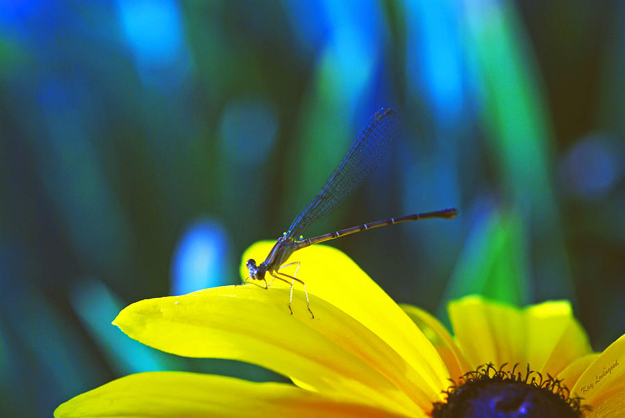 Daisy And Dragonfly Photograph