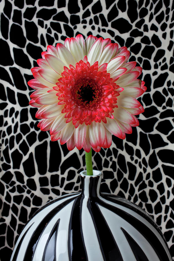 Daisy Photograph - Daisy and graphic vase by Garry Gay