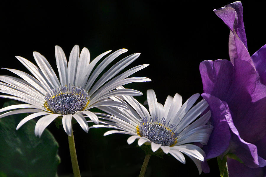 Daisy And Sweet Pea Photograph by Byron Varvarigos