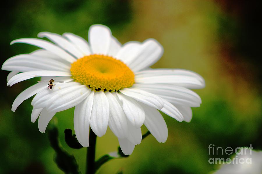 Daisy And The Bee Photograph by Margaret Hamilton