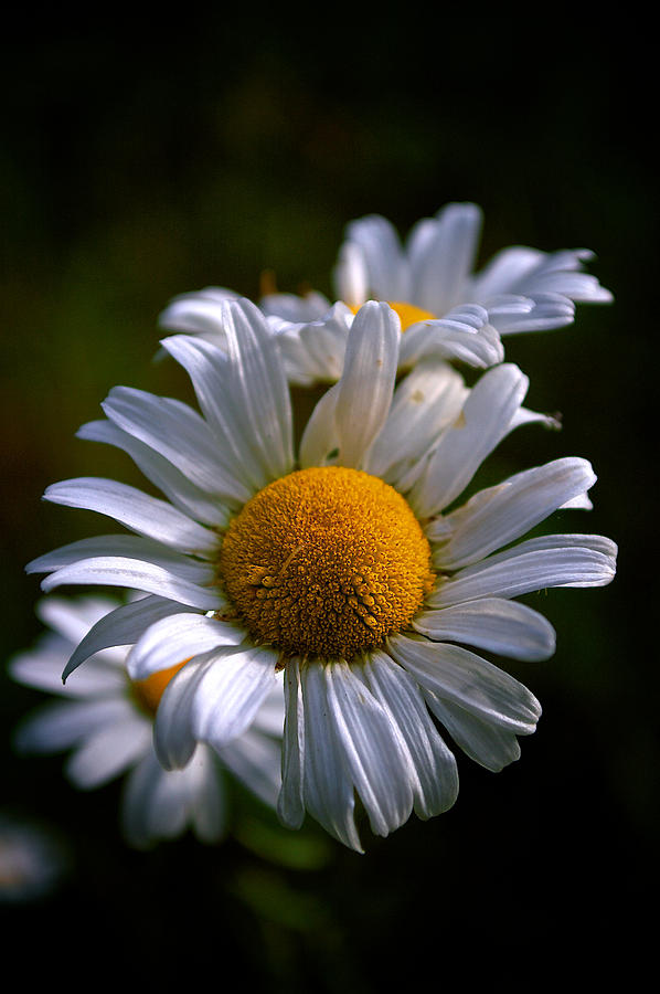 Daisy Photograph by Prince Andre Faubert