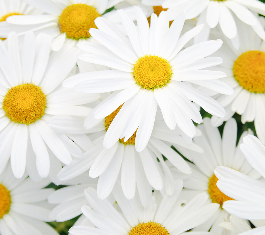 Daisy Photograph - Daisy Background by Amanda Elwell