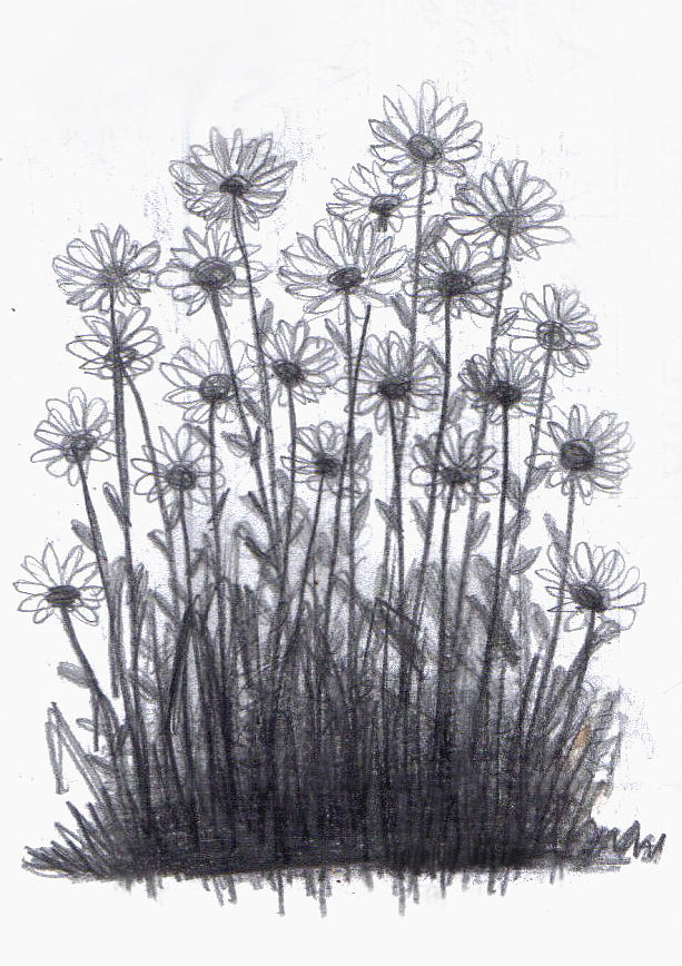 flower bush drawing
