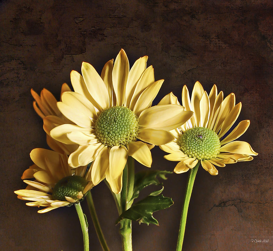 Daisy Photograph - Daisy Chains by Peter Chilelli