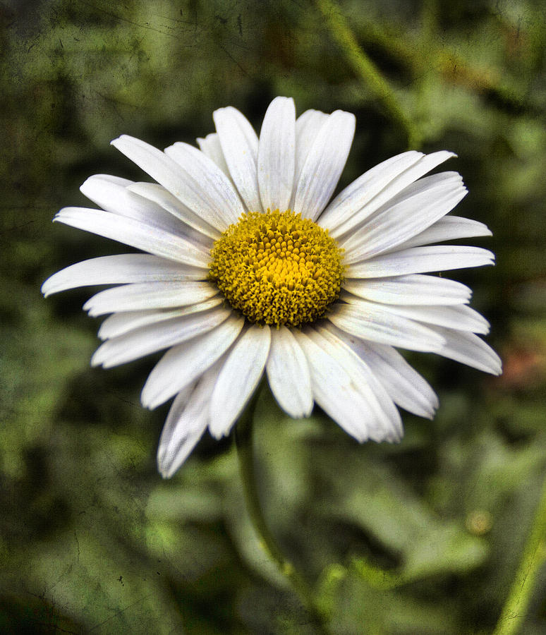 Daisy Photograph - Daisy Dazzle by Peter Chilelli