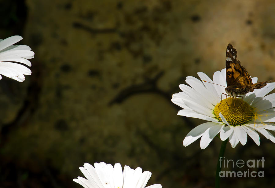 Butterfly Photograph - Daisy Delight by Fred Lassmann