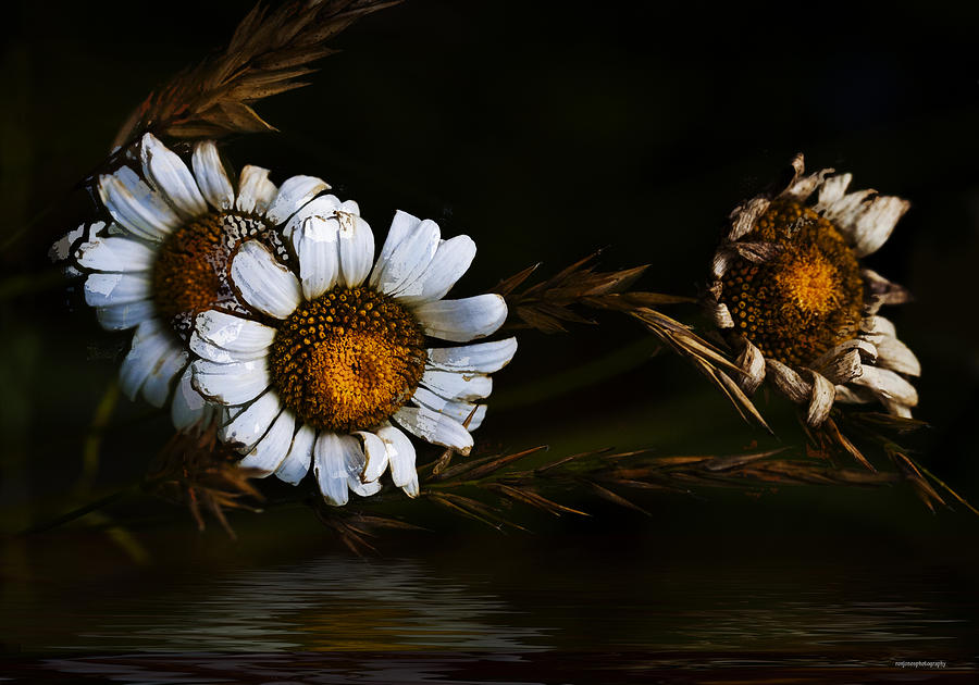 Flower Photograph - Daisy Down by Ron Jones