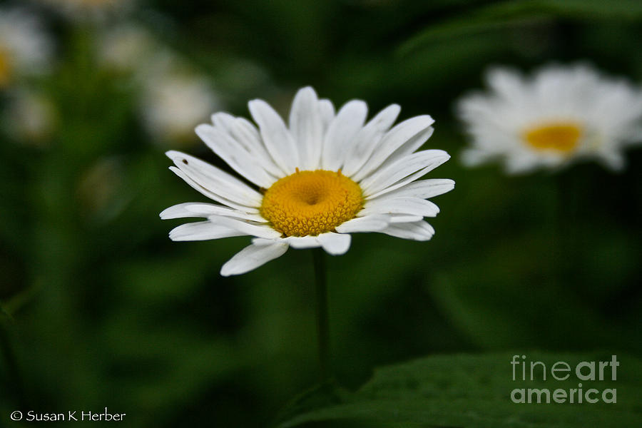 Daisy Duo Photograph by Susan Herber