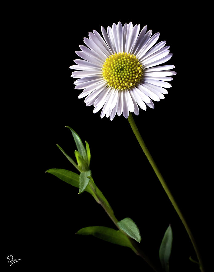 Daisy Photograph by Endre Balogh