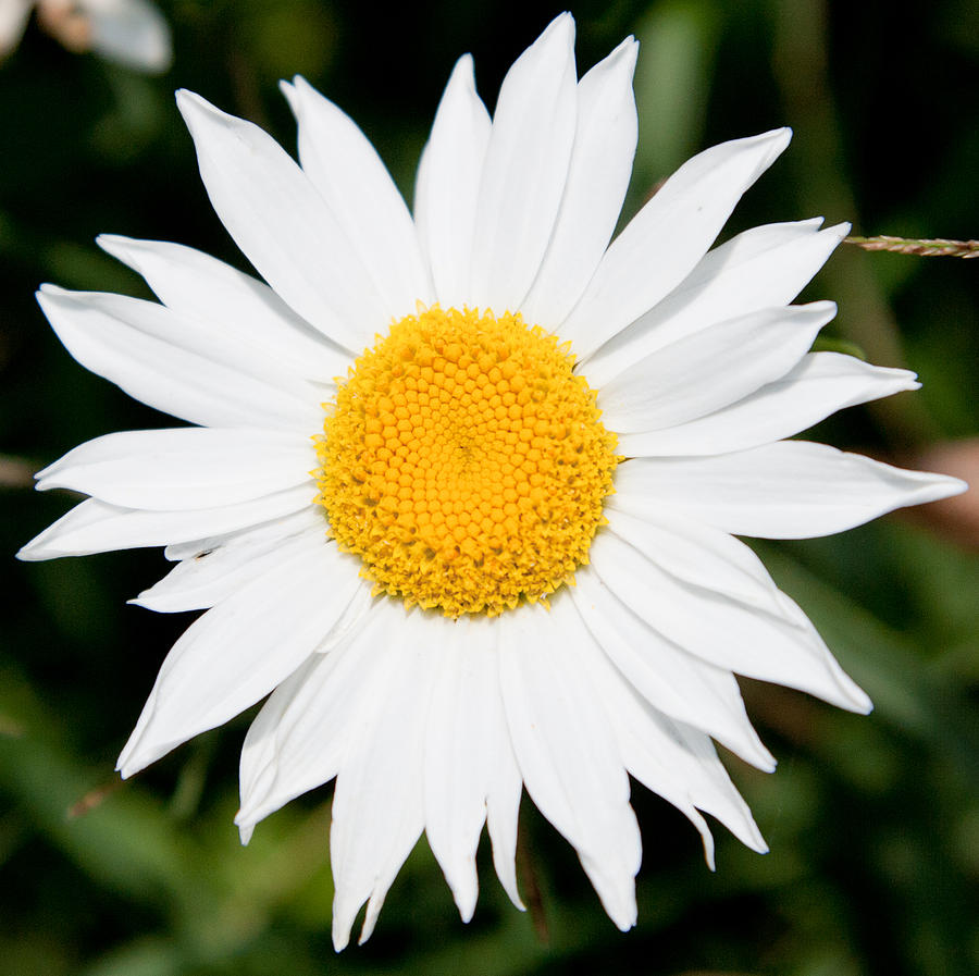 Daisy Face Photograph by Christopher McPhail | Fine Art America