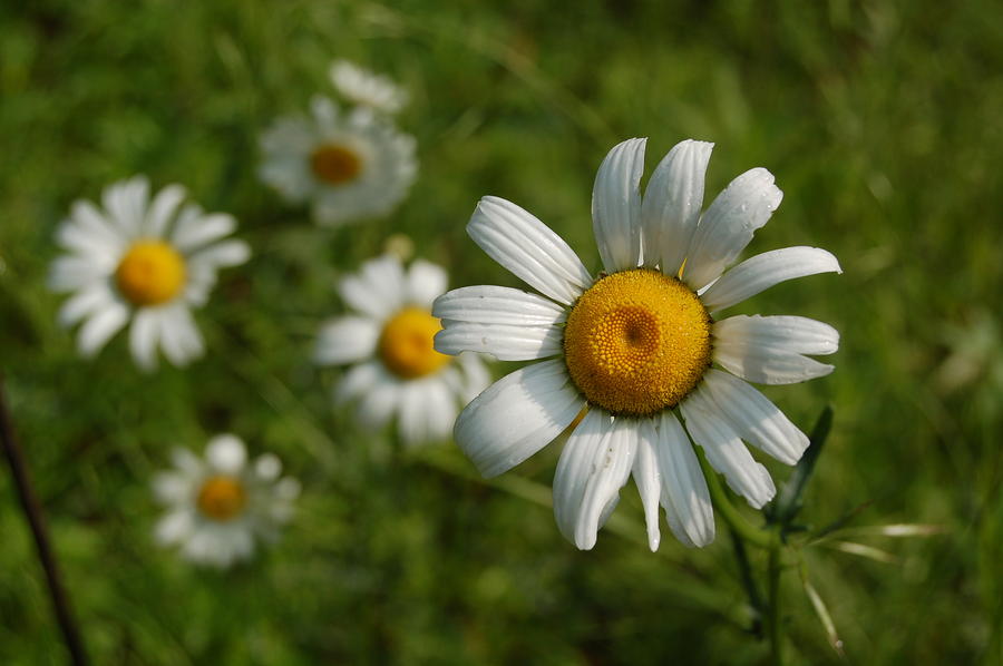 Daisy Face Photograph by Peter DeFina