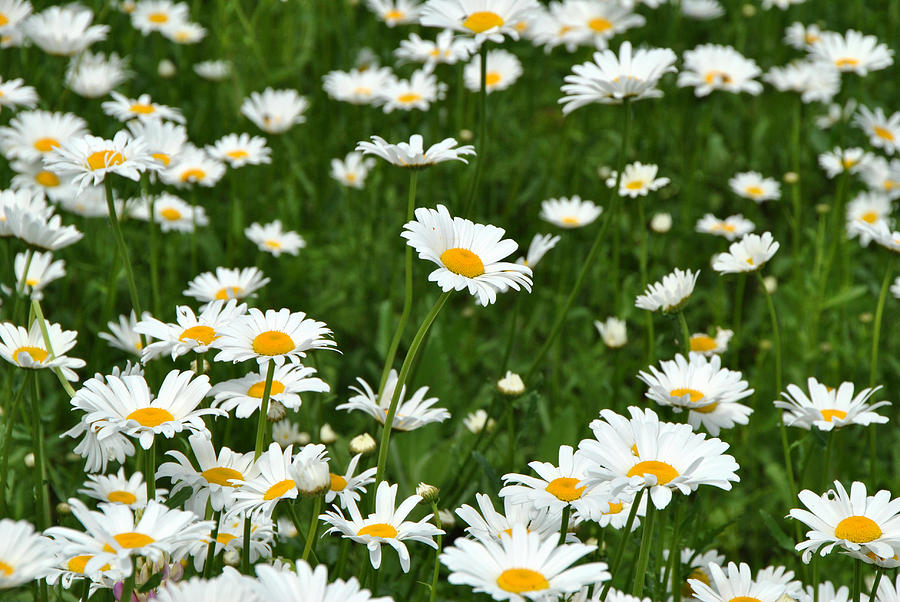 Daisy Field Photograph by Wayne Sheeler