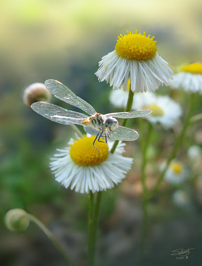 Daisy Fleabane and Dragonfly Photograph by M Spadecaller