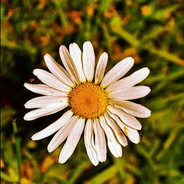 Nature Photograph - #daisy #flower #flowers #grass #closeup by Andy Johnson