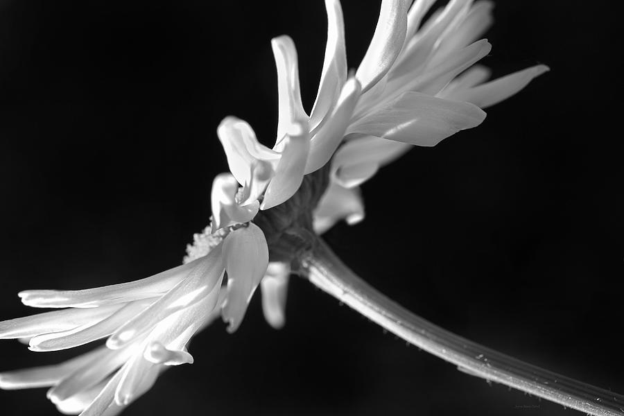 Daisy Flower in Black and White Photograph by Jennie Marie Schell