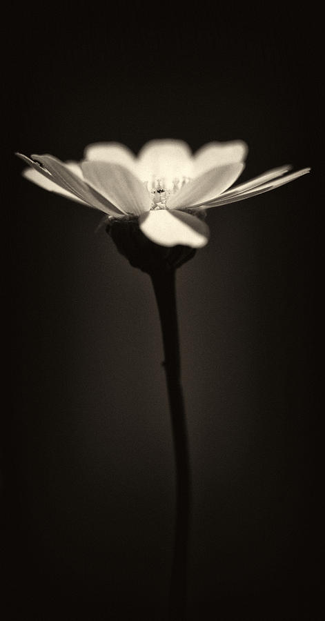 Up Movie Photograph - Daisy Flower Monochrome by Stelios Kleanthous