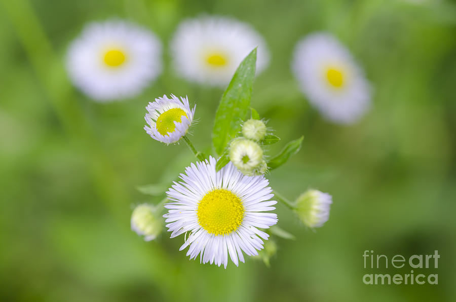 Daisy flowers Photograph by Mats Silvan