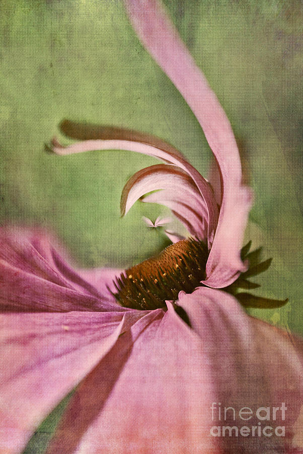 Daisy Fun - a01v04b2t05 Digital Art by Variance Collections