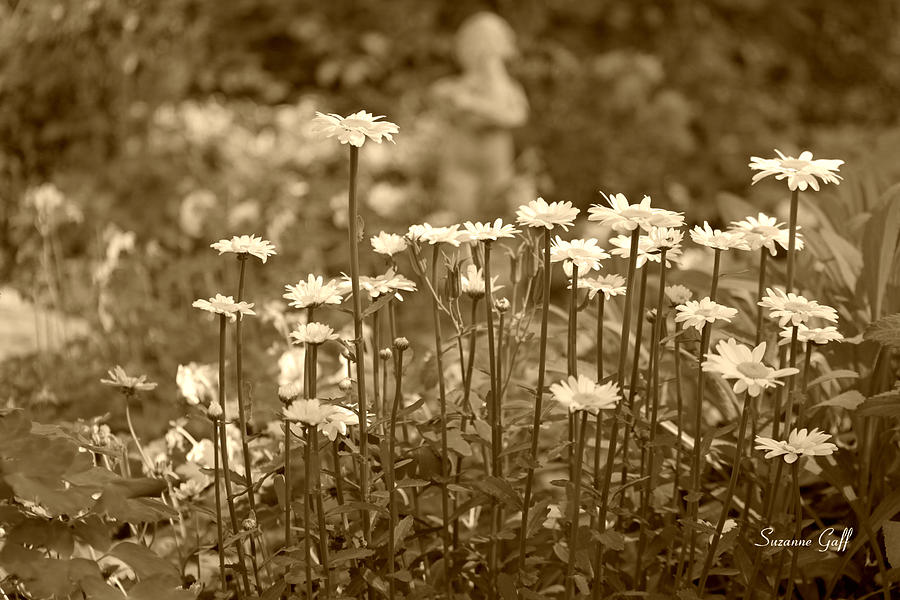 Daisy Garden in sepia Photograph by Suzanne Gaff