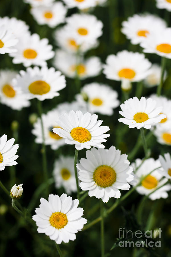 Daisies in a field Photograph by Simon Bratt Photography LRPS