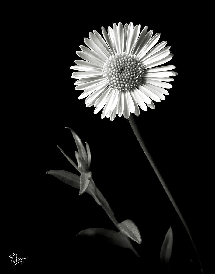 Flower Photograph - Daisy in Black and White by Endre Balogh