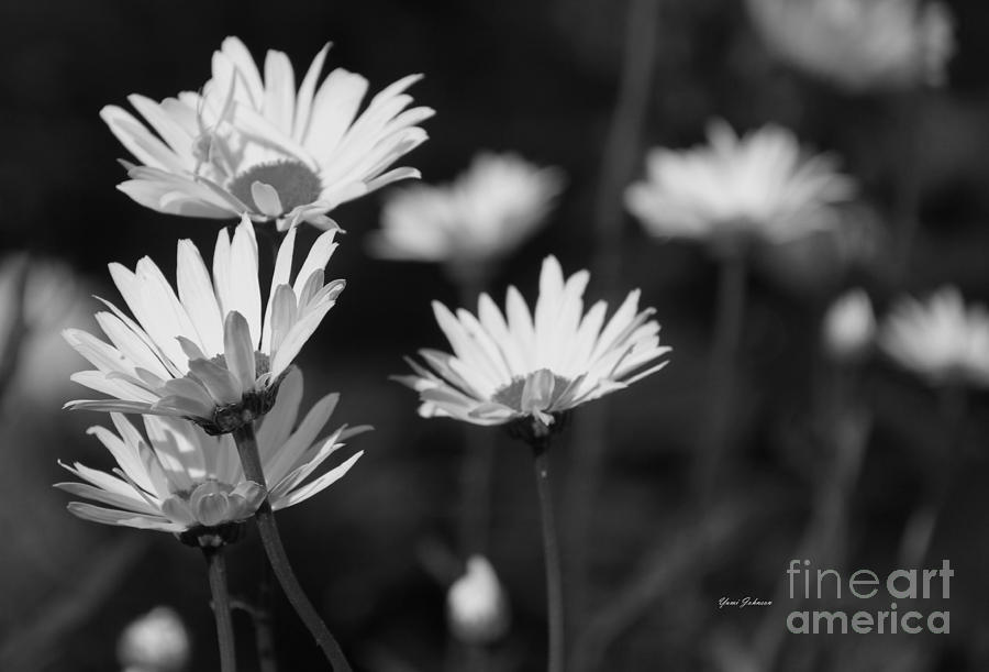 Daisy in black and white Photograph by Yumi Johnson